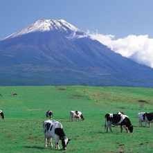 朝霧高原イメージ